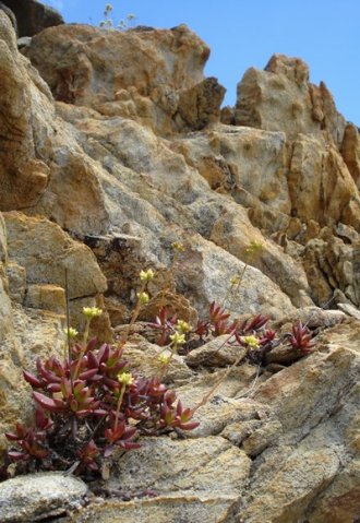 Crassula atropurpurea var. atropurpurea
